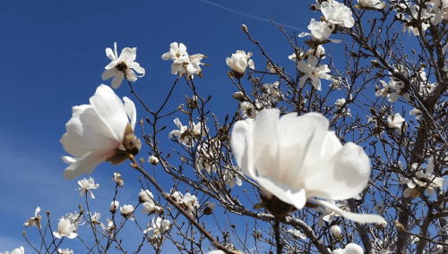A close-up of white flowers blooming on a tree against a clear blue sky.