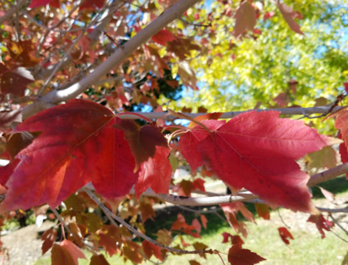 Close-up of vibrant red leaves on a tree branch, with a blurred background of green foliage and blue sky.