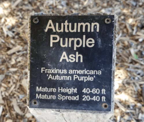 Sign for "Autumn Purple Ash" tree, detailing its scientific name and mature height and spread.