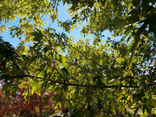 Sunlight filters through vibrant green leaves, with hints of red foliage in the background against a clear blue sky.