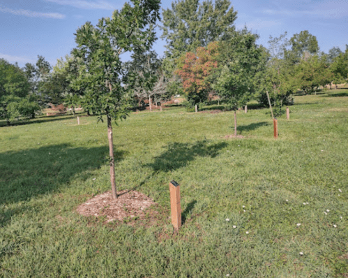 A grassy area with several young trees and wooden markers, under a clear blue sky.