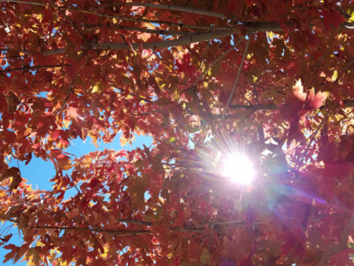 Sunlight filters through vibrant red and orange autumn leaves against a clear blue sky.