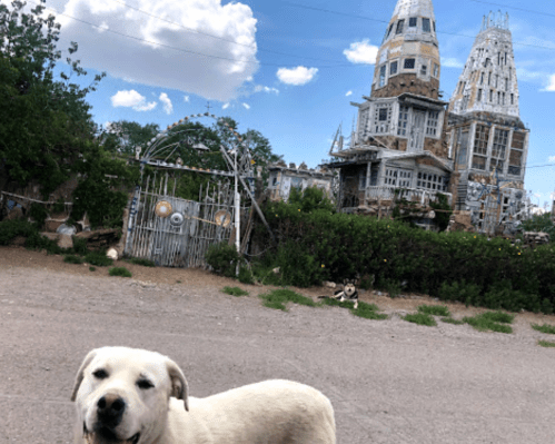 A white dog in the foreground with a quirky, colorful house in the background under a partly cloudy sky.