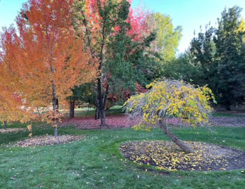 A vibrant autumn scene with trees displaying red, orange, and yellow leaves in a grassy park setting.