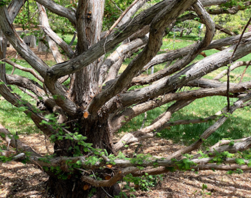 A gnarled tree with sprawling branches and green foliage, set in a grassy area.