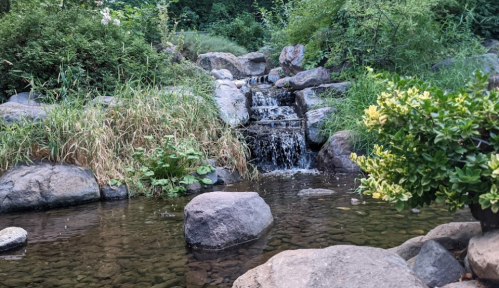 A serene stream flows over rocks, surrounded by lush greenery and plants, creating a peaceful natural scene.