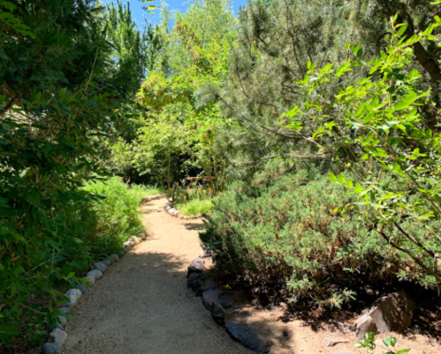 A winding gravel path surrounded by lush greenery and trees on a sunny day.