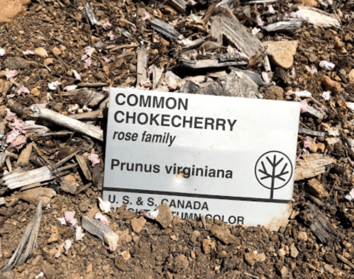 A plant label for "Common Chokecherry" (Prunus virginiana) surrounded by soil and fallen petals.