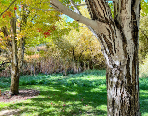 A close-up of a tree trunk with white bark, surrounded by colorful autumn foliage and a grassy area.