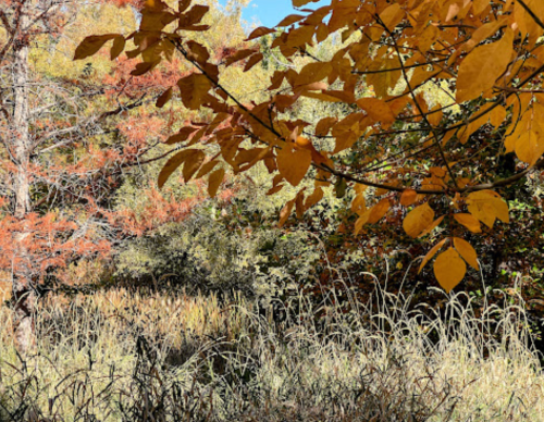 A vibrant autumn scene with golden leaves and colorful foliage in a natural setting.
