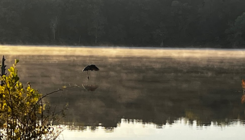 A serene lake at dawn with mist rising, featuring a bird flying low over the water's surface.