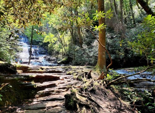 A serene forest scene featuring a waterfall, lush greenery, and rocky pathways beside a flowing stream.