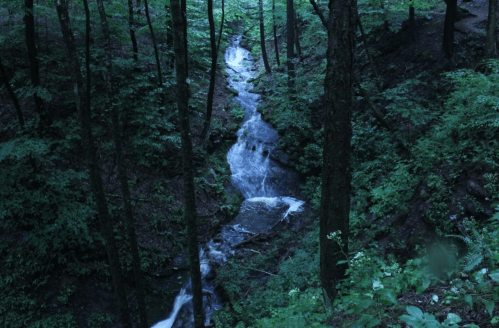 A serene forest scene featuring a small waterfall cascading through lush green trees and foliage.