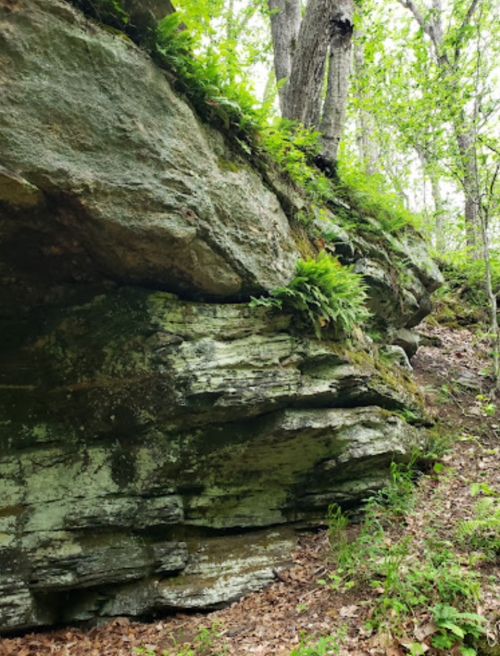 A rocky outcrop covered with green ferns and surrounded by lush trees in a forested area.