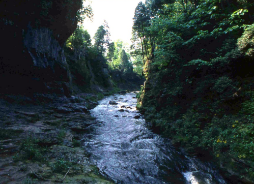 A serene river flows through a lush, green canyon surrounded by tall trees and rocky cliffs.