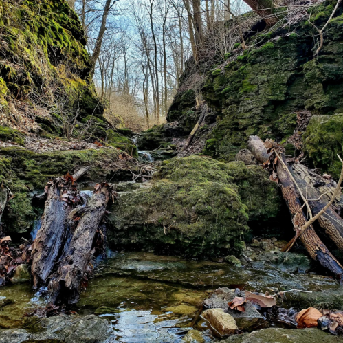 A serene forest scene with moss-covered rocks, a small stream, and bare trees in the background.