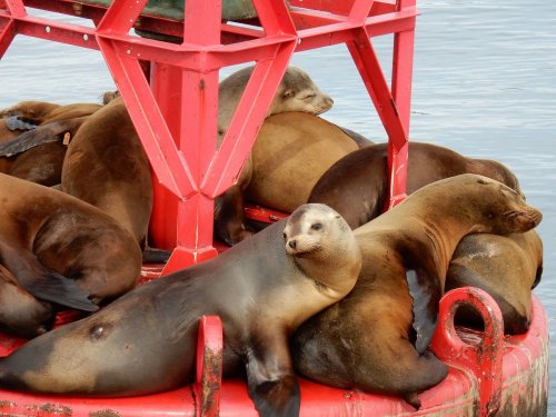 A group of sea lions lounging on a red buoy in the water, some resting while others are alert.