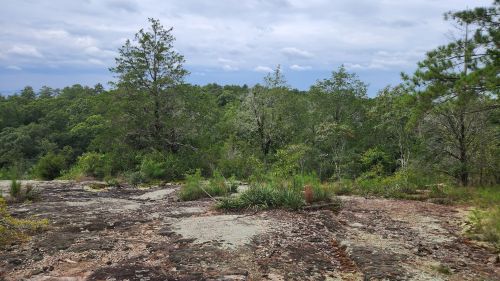 A rocky landscape with scattered vegetation and trees under a cloudy sky.