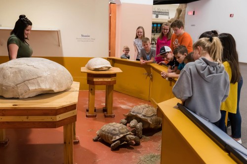 A group of children and an adult observe two tortoises in a museum exhibit, with large tortoise shells displayed nearby.
