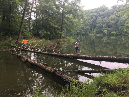 Two people walk on a fallen tree over a calm lake, surrounded by lush green trees and a serene landscape.