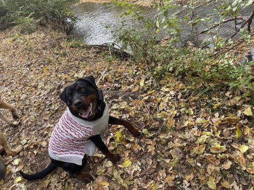 A happy Rottweiler wearing a sweater sits on a leaf-covered path near a stream.