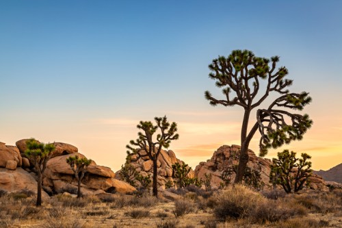 Joshua trees stand among rocky formations under a clear blue sky at sunset, creating a serene desert landscape.