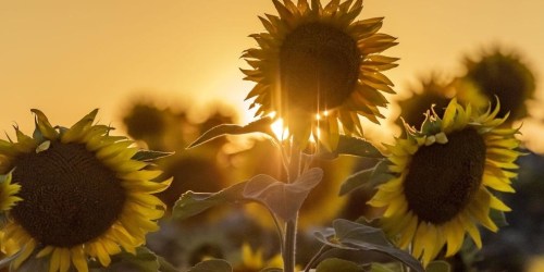 Sunflowers silhouetted against a golden sunset, with sunlight shining through their petals.