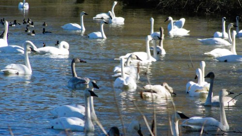 A serene water scene with numerous swans and ducks swimming among reeds.