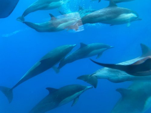 A group of dolphins swimming gracefully underwater in a vibrant blue ocean.