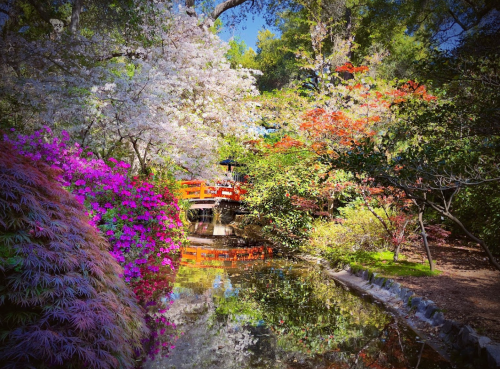 A serene garden scene with vibrant flowers, a red bridge, and a calm pond reflecting the colorful surroundings.