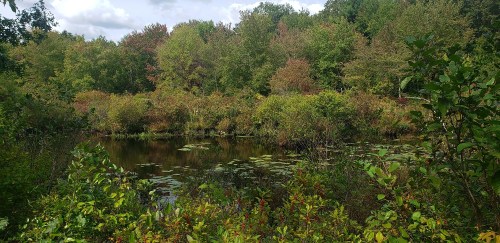 A serene pond surrounded by lush greenery and trees, reflecting a clear sky with scattered clouds.