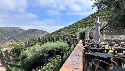 A scenic view of a vineyard on a hillside, with outdoor seating and umbrellas overlooking lush greenery and mountains.