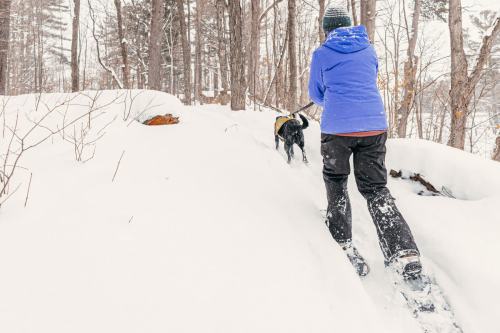 A person in a blue jacket walks a black dog through a snowy forest trail. Snow covers the ground and trees.