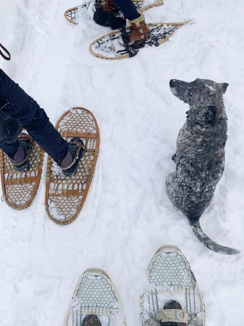 A snowy scene with snowshoes and a dog sitting on the ground, surrounded by snow.