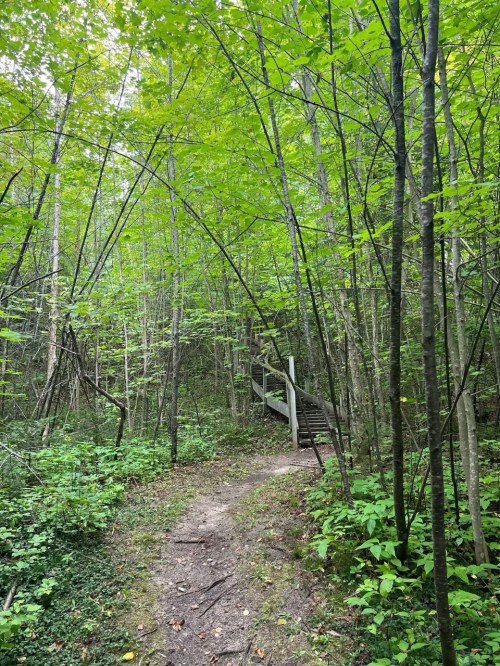 A winding dirt path through a lush green forest with trees and a wooden staircase in the background.