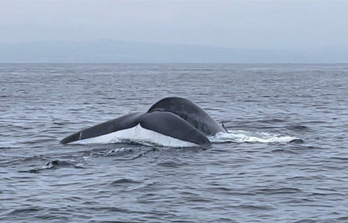 A whale's tail emerges from the water, creating ripples in the calm ocean under a cloudy sky.