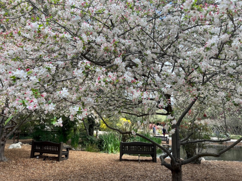 Blossoming cherry trees frame a serene park scene with benches and a pond in the background.