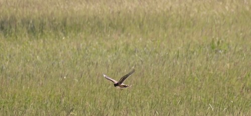 A bird in flight over a grassy field, with green grass stretching into the background.