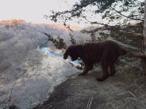 A brown dog stands on a rocky ledge overlooking a winding river and wooded landscape at sunset.