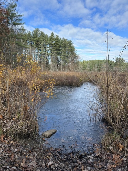 A serene landscape featuring a calm, icy stream surrounded by autumn foliage and tall trees under a cloudy sky.