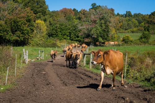 A herd of cows walking along a dirt path in a lush, green landscape with trees in the background.