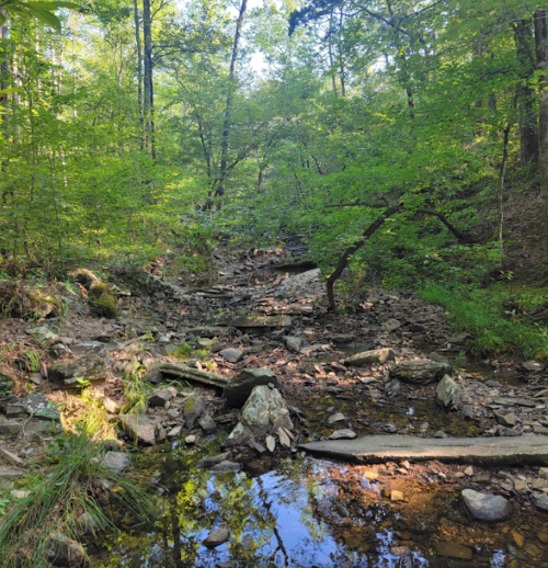 A serene forest scene with a rocky stream, surrounded by lush green trees and dappled sunlight.