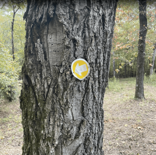 A yellow trail marker with an arrow affixed to a textured tree trunk in a wooded area.