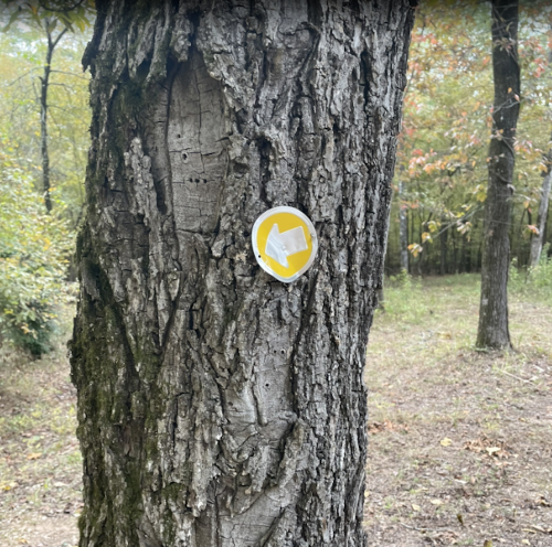 A yellow trail marker with an arrow affixed to a textured tree trunk in a wooded area.