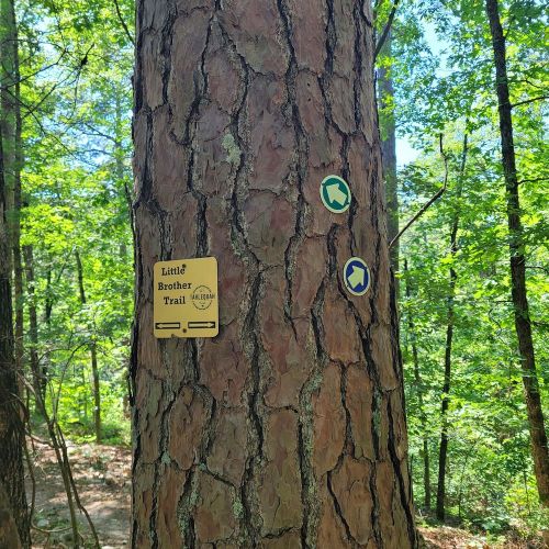 Sign on a tree indicating the Little Brother Trail, with directional arrows and surrounded by lush green forest.