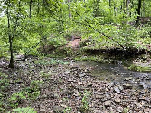 A serene forest scene featuring a small, clear stream surrounded by lush green foliage and rocky terrain.