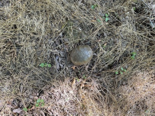 A turtle resting on dry grass and leaves, surrounded by small green plants.