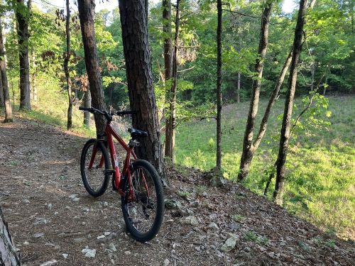 A red mountain bike leans against a tree on a forest trail, surrounded by greenery and tall trees.
