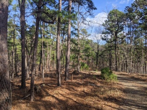 A wooded path surrounded by tall trees and scattered pine needles under a clear blue sky.