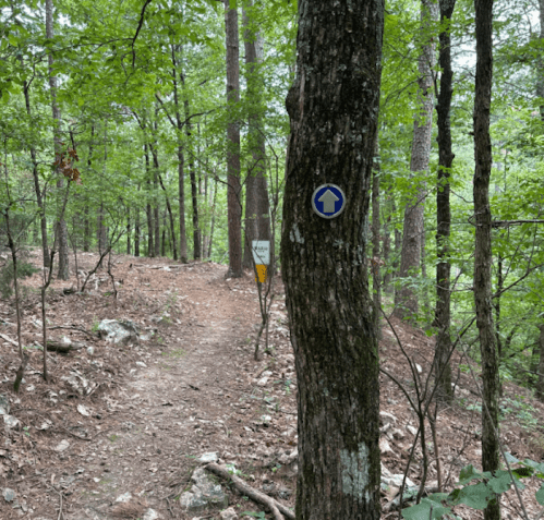 A forest trail marked by a blue arrow sign on a tree, surrounded by greenery and rocky terrain.